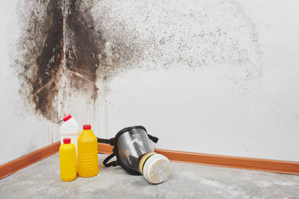 Best DIY Mold Remediation Support Services in Millington, NJ