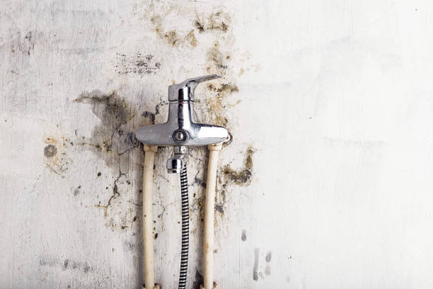 Professional Mold Remediation in Millington, NJ