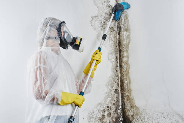 Best Insurance-Related Mold Remediation in Millington, NJ