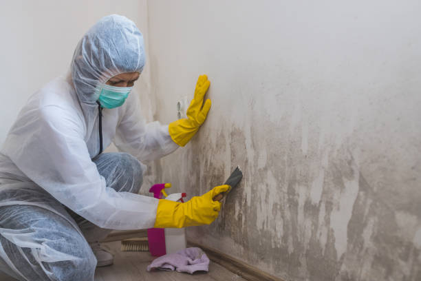 Best Industrial Mold Remediation in Millington, NJ