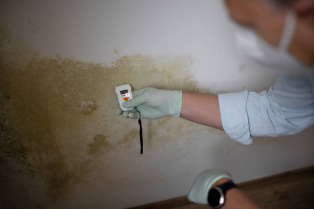 Best Residential Mold Remediation in Millington, NJ