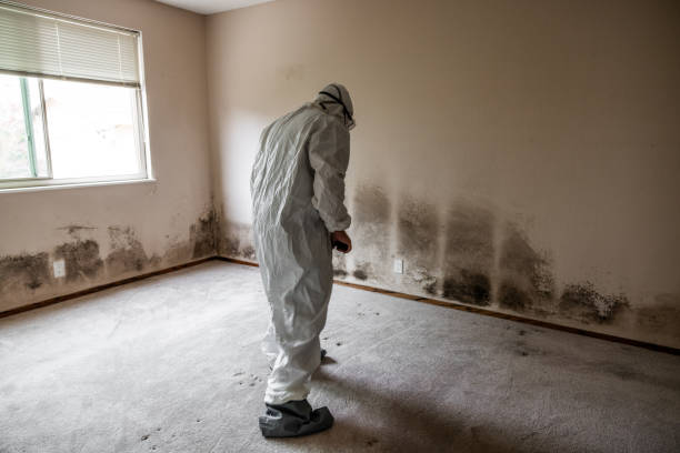 Best Basement Mold Remediation in Millington, NJ