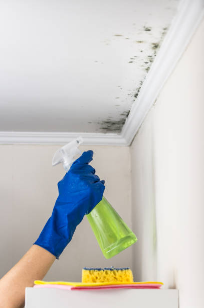 Best Emergency Mold Remediation in Millington, NJ